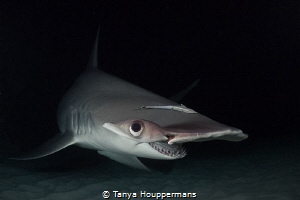 I'm Watching You
A hammerhead shark makes eye contact du... by Tanya Houppermans 